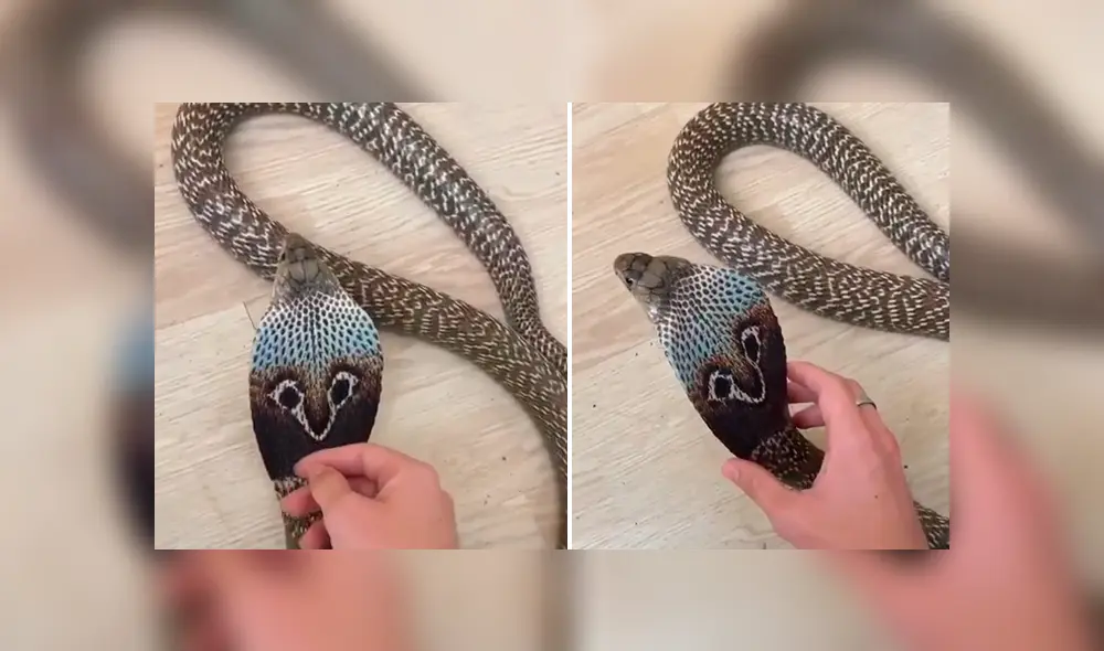 Si quieres ver lo que sucedió con el joven que cogió una peligrosa serpiente, desliza cada imagen del video viral de YouTube hacia la izquierda. Si quieres ver lo que sucedió con el joven que cogió una peligrosa serpiente, desliza cada imagen del video viral de YouTube hacia la izquierda.