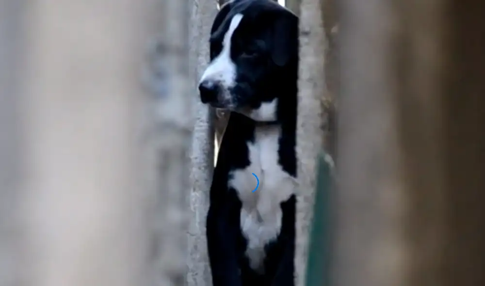 La operación de rescate duró 15 minutos. Foto: Newsflare