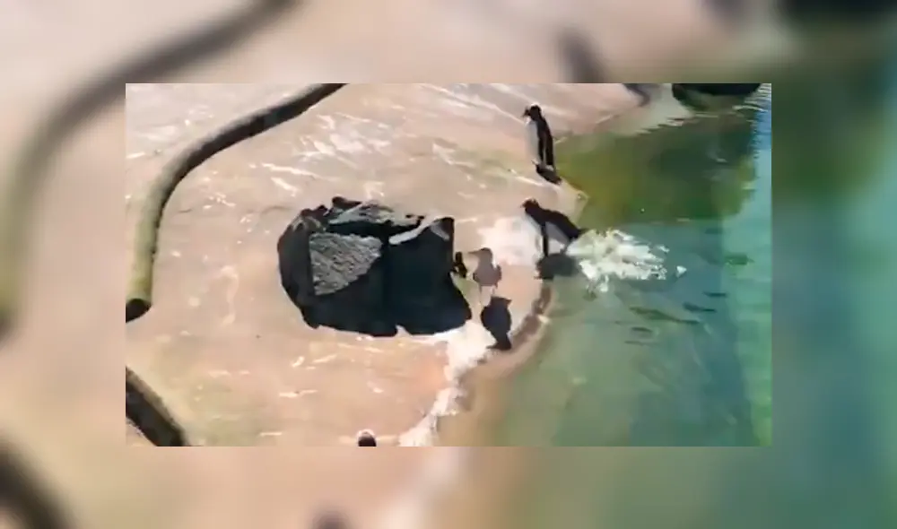 Un turista grabó en un video viral de Facebook el brutal ataque que sufrió un ave, luego de ingresar a un recinto de pingüinos para tomar el agua de la laguna.