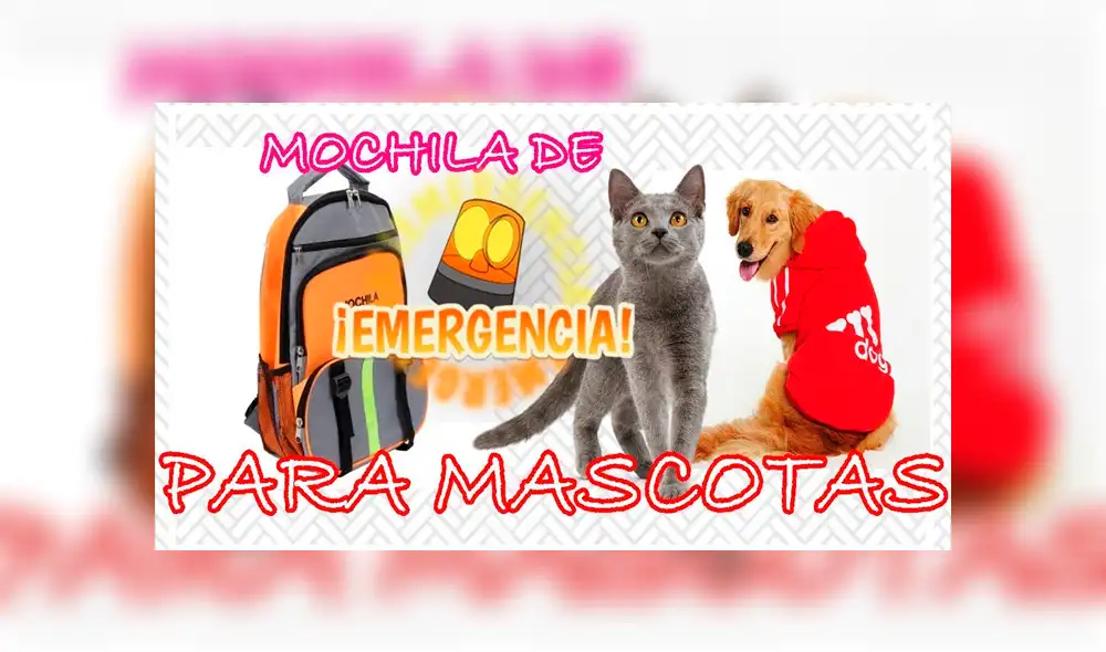 YouTube viral: ¿Qué debe tener la mochila de emergencia para mascotas? [VIDEO]