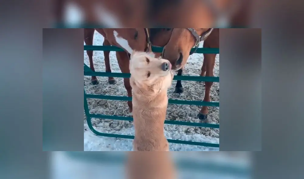 Desliza las imágenes para ver la emotiva escena que protagonizó un perro con sus amigos equinos. Foto: Storyful Rights Management Desliza las imágenes para ver la emotiva escena que protagonizó un perro con sus amigos equinos. Foto: Storyful Rights Management