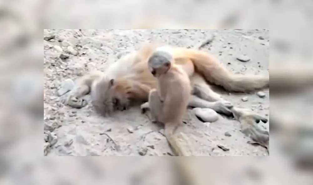 En YouTube se volvió viral el desgarrador momento en que un mono bebé trata de reanimar a su madre fallecida. En YouTube se volvió viral el desgarrador momento en que un mono bebé trata de reanimar a su madre fallecida.