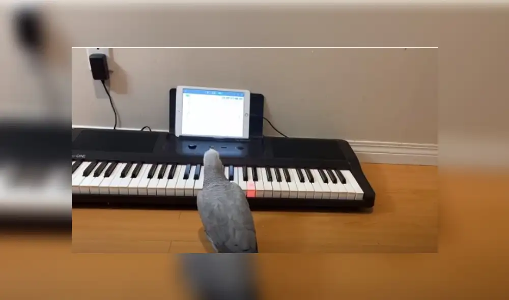 Video es viral en TikTok. El ave demostró su ‘habilidad’ musical al interpretar el popular tema cuando su dueña lo colocó junto al piano. Fotocaptura: YouTube Video es viral en TikTok. El ave demostró su ‘habilidad’ musical al interpretar el popular tema cuando su dueña lo colocó junto al piano. Fotocaptura: YouTube