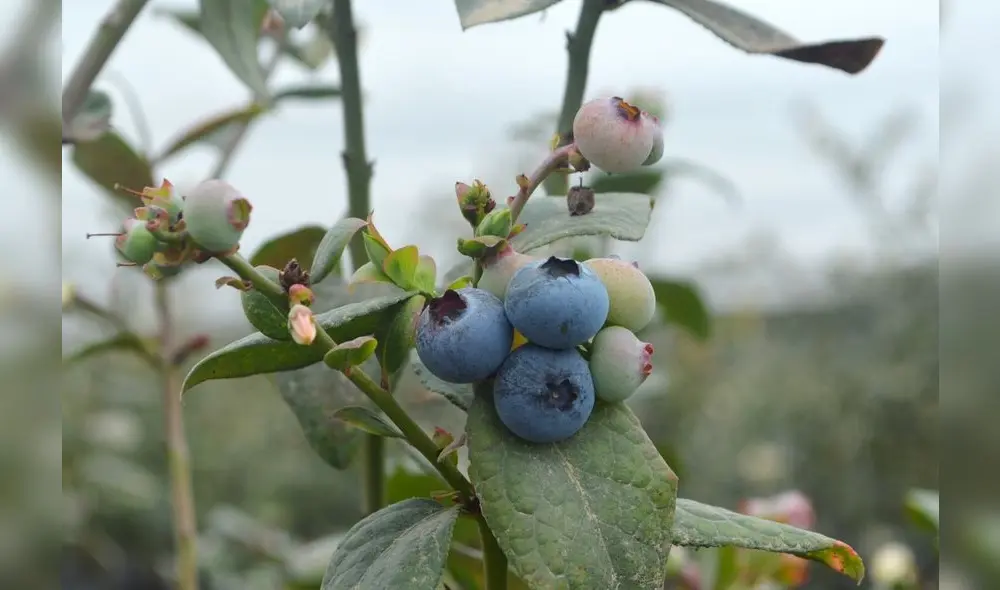 México y China firman acuerdo para iniciar con exportación de arándanos 
