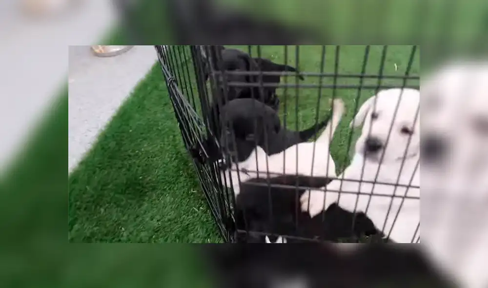 Desliza para ver los momentos más enternecedores del video que se hizo viral en YouTube. Desliza para ver los momentos más enternecedores del video que se hizo viral en YouTube.