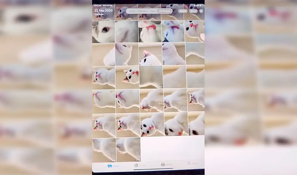 Desliza las imágenes hacia la izquierda para descubrir la travesura de un gato tras quedarse solo en casa. Foto: Douyin / xiaoaierniu Desliza las imágenes hacia la izquierda para descubrir la travesura de un gato tras quedarse solo en casa. Foto: Douyin / xiaoaierniu