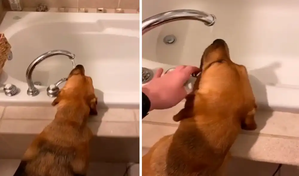 Desliza las imágenes para ver al travieso perro que ya aprendió a abrir la llave del grifo para beber agua. Foto: captura de YouTube Desliza las imágenes para ver al travieso perro que ya aprendió a abrir la llave del grifo para beber agua. Foto: captura de YouTube