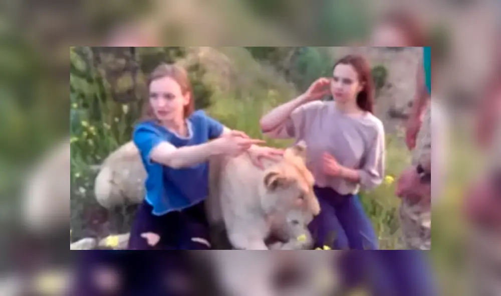 Dos turistas ingresaron a recinto de leona para tomarse fotografías. Dos turistas ingresaron a recinto de leona para tomarse fotografías.