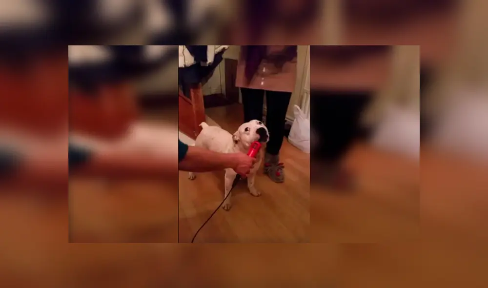 En Facebook, un curioso perro quiso ‘interpretar’ una graciosa canción al acompañar a su dueña en el karaoke.