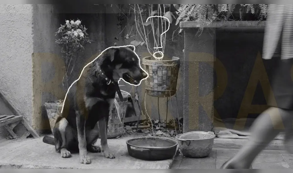 Roma: Alfonso Cuarón comparte la 'Cumbia del Borras'