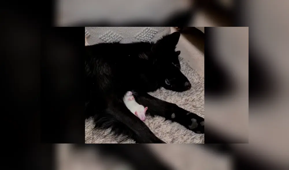 Desliza la imagen de Facebook para ver todas las fotos.