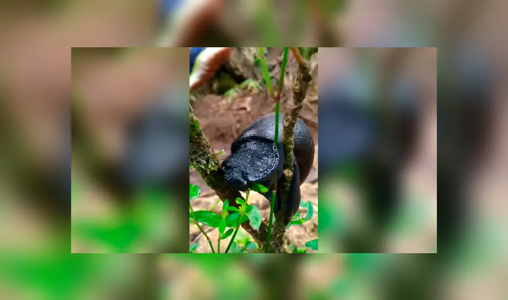 Video es viral en YouTube. Un grupo de alpinistas decidió detener su caminara para observar el comportamiento de extraño caracol negro y quedaron impactados al ver lo que hacía. Foto: Captura.