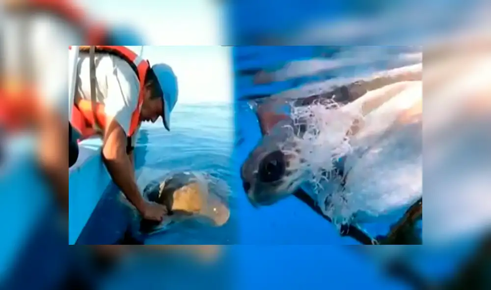 Desliza hacia la izquierda para ver el rescate de la tortura que conmovió a los usuarios de YouTube.