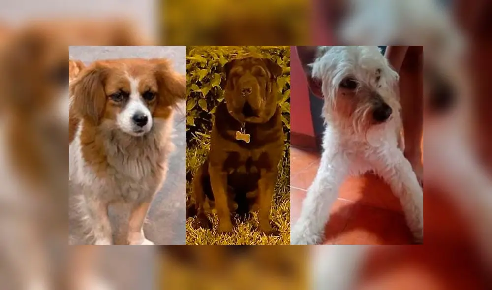 En redes sociales reportaron la desaparición de varias mascotas por el uso de pirotécnicos. En redes sociales reportaron la desaparición de varias mascotas por el uso de pirotécnicos.