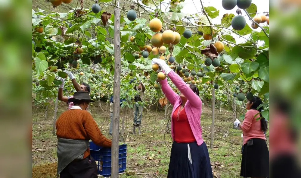 Productores agrícolas de Huanuco se beneficiarán con esta medida. Foto: Gore Huánuco Productores agrícolas de Huanuco se beneficiarán con esta medida. Foto: Gore Huánuco