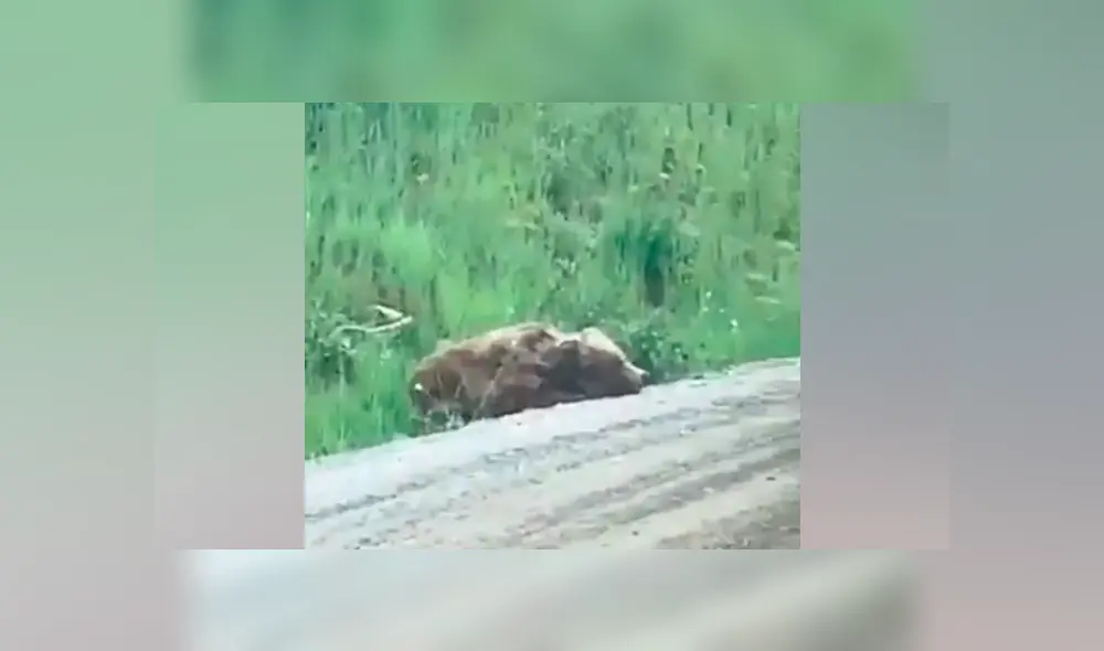 Hombre se acerca a enorme oso herido, lo acaricia y se lleva tremendo susto [VIDEO] 