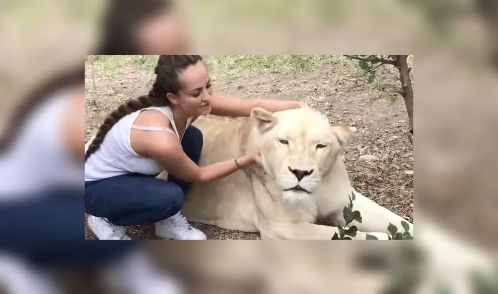 YouTube viral: Entra a calabozo de feroz depredador y este asombra a todos con una insólita reacción [VIDEO]