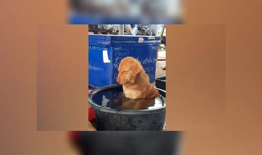 Facebook viral: perro se queda profundamente dormido en medio de su baño y desata ternura en redes