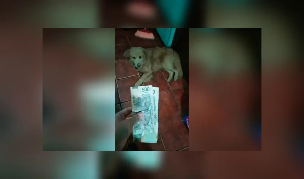 Desliza las imágenes hacia la izquierda para conocer la acción de un perro para vigilar el dinero de su dueña. Desliza las imágenes hacia la izquierda para conocer la acción de un perro para vigilar el dinero de su dueña.