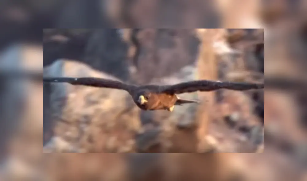 Una voraz águila atacó brutalmente a criatura en desierto. Una voraz águila atacó brutalmente a criatura en desierto.