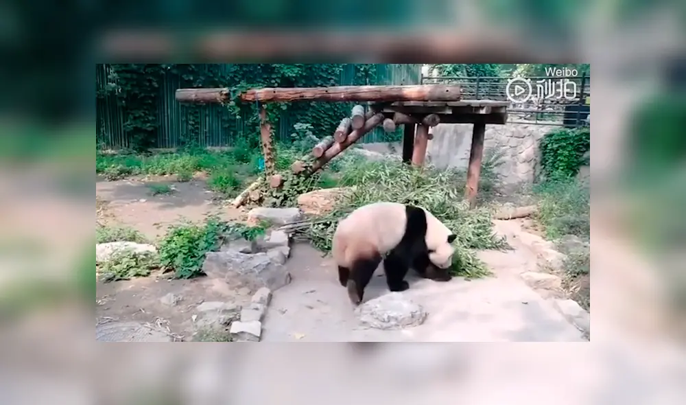 Indignación por turistas que lanzan piedra a panda por diversión