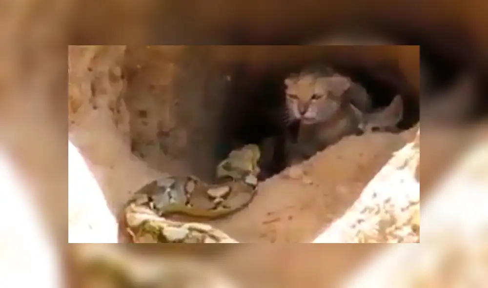 YouTube viral: culebra mata a mamá gata y cuando está por comerse a las crías aparece un 'ángel' para rescatarlas [VIDEO]