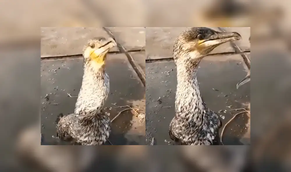 Facebook: hombre intenta devolver pez al mar y sucede lo peor [VIDEO]