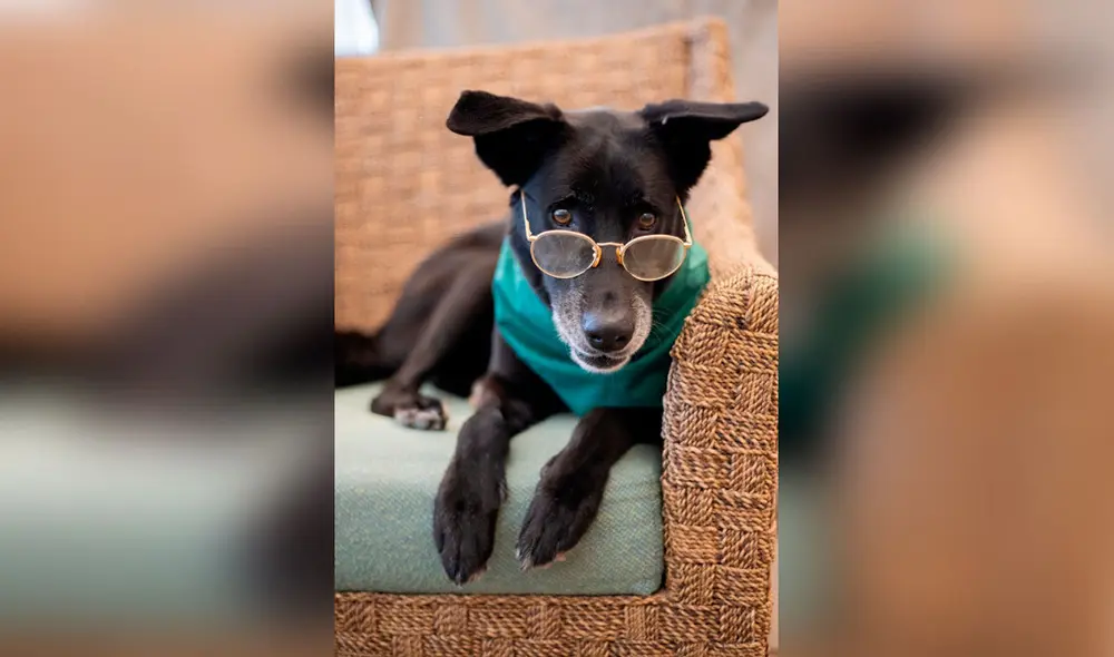 Desliza las imágenes para ver la sesión fotográfica de unos perros al modelar unos trajes y accesorios. Foto: Flagler Humane Society