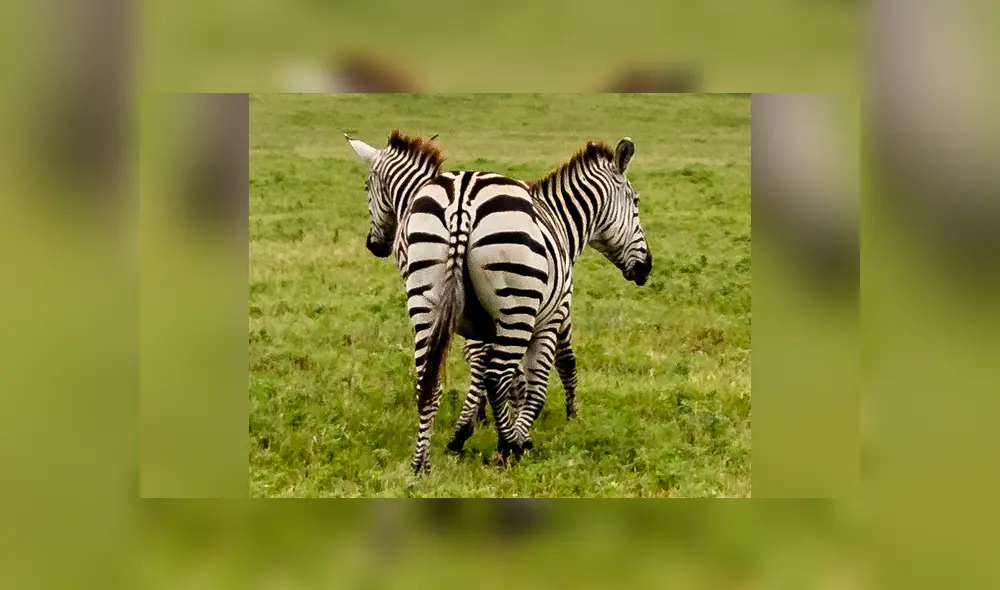 La imagen ha causado gran impacto en miles de usuarios de las redes sociales. Foto: Zhayynn James La imagen ha causado gran impacto en miles de usuarios de las redes sociales. Foto: Zhayynn James