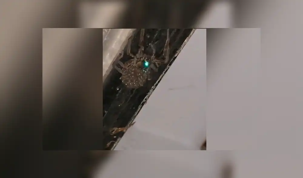 YouTube viral: encuentra misteriosa criatura que ‘brilla’ en la oscuridad y queda aterrado al descubrir que tenía cientos de crías YouTube viral: encuentra misteriosa criatura que ‘brilla’ en la oscuridad y queda aterrado al descubrir que tenía cientos de crías