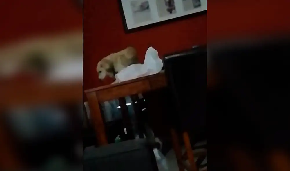 Desliza las imágenes para ver la travesura que estuvo a punto de cometer un perro en su casa. Foto: captura de TikTok Desliza las imágenes para ver la travesura que estuvo a punto de cometer un perro en su casa. Foto: captura de TikTok