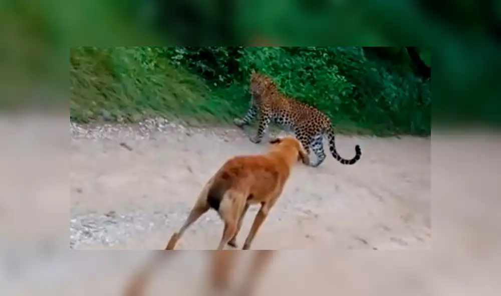 Vía Facebook: perro que fue abandonado por familia es atacado por un feroz otorongo