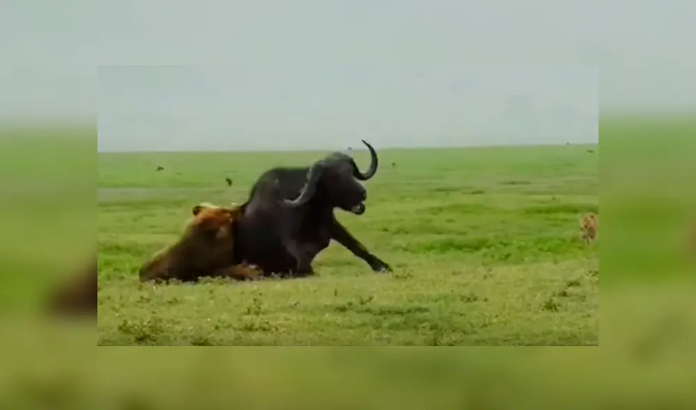 Desliza hacia la izquierda para ver el brutal enfrentamiento de los animales. Escena viral de Facebook.