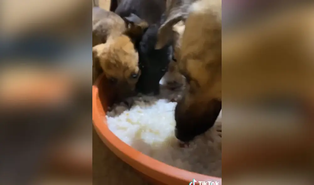 Desliza las imágenes para conocer más de este conmovedor momento entre una perrita y sus cachorros. Foto: captura de TikTok Desliza las imágenes para conocer más de este conmovedor momento entre una perrita y sus cachorros. Foto: captura de TikTok