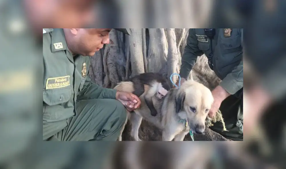 Facebook Viral: Simio se niega a separarse de perra que lo adoptó y amamantó [VIDEO]