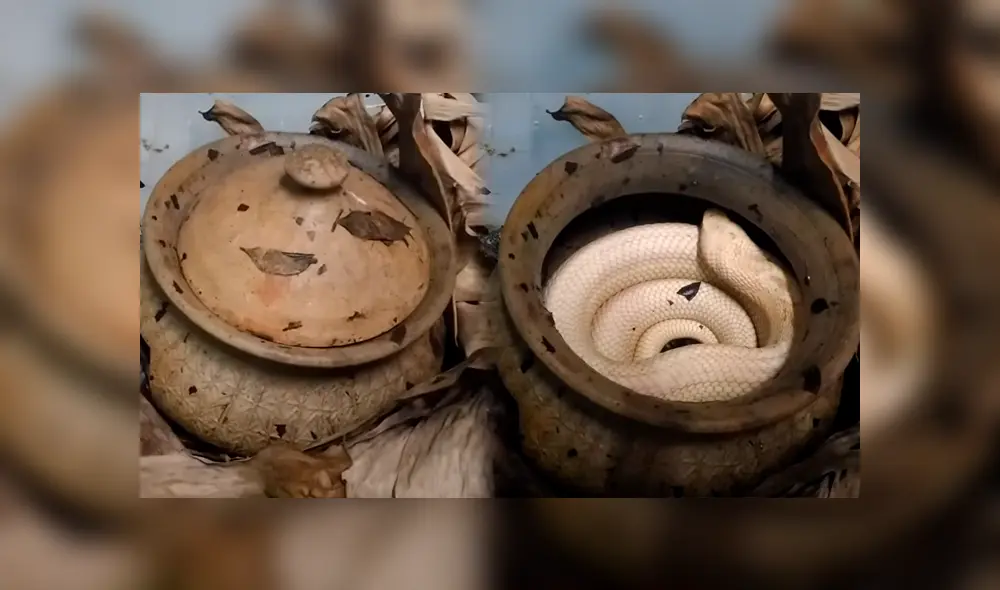 Desliza hacia la izquierda para ver a la gigantesca serpiente que fue hallada dentro de un olla de barro. El video se volvió viral en YouTube.