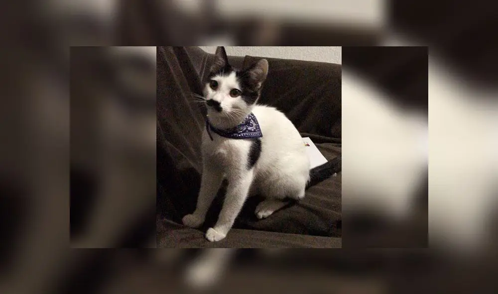 Desliza para conocer a Alberto, el gatito con bigote que se parece a Hitler. Foto: Caters News Agency Desliza para conocer a Alberto, el gatito con bigote que se parece a Hitler. Foto: Caters News Agency