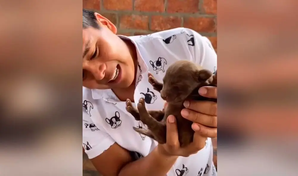 Desliza las imágenes para ver la emotiva escena que protagonizó esta perrita junto a sus crías. Fotocaptura: Jefferson Ortiz/Tiktok Desliza las imágenes para ver la emotiva escena que protagonizó esta perrita junto a sus crías. Fotocaptura: Jefferson Ortiz/Tiktok