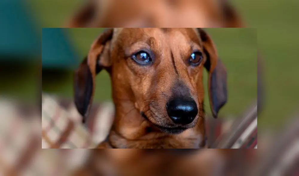 Perrita Morita. Foto: difusión.