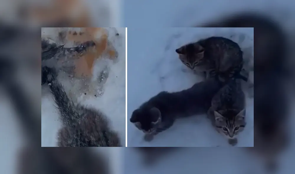 El canadiense Kendall Diwisch rescató a los gatos que fueron abandonados en el hielo.