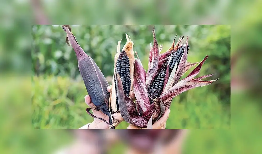 Minagri: maíz morado contiene propiedades medicinales  