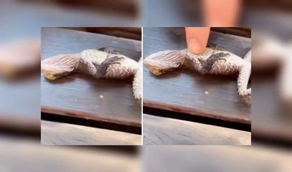 Video es viral en YouTube. El lagarto se había ahogado en una piscina y el bombero uso el famoso procedimiento de primeros auxilios para salvarle la vida