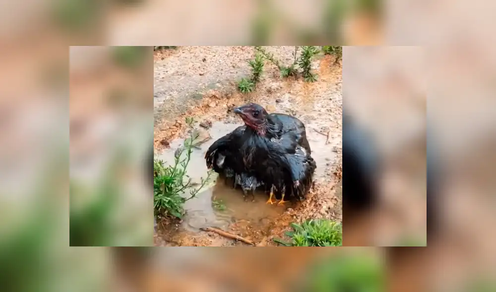 Facebook viral: se topa con peculiar ‘criatura’ alada, se acerca y descubre tierna escena que conmueve a miles Facebook viral: se topa con peculiar ‘criatura’ alada, se acerca y descubre tierna escena que conmueve a miles