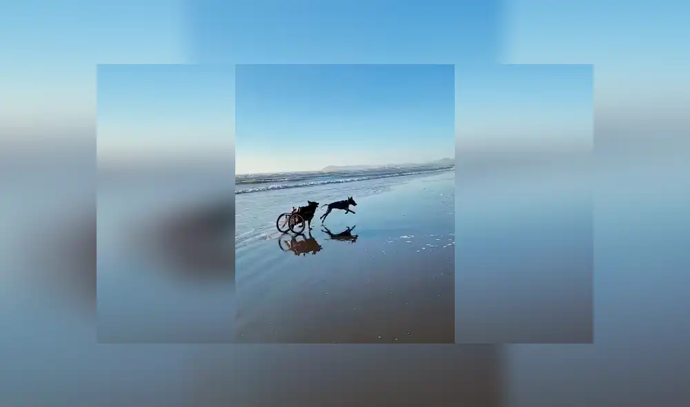 Desliza las imágenes para conocer el conmovedor momento que tuvieron dos perros al volverse a ver después de tiempo. Foto: Captura. Desliza las imágenes para conocer el conmovedor momento que tuvieron dos perros al volverse a ver después de tiempo. Foto: Captura.