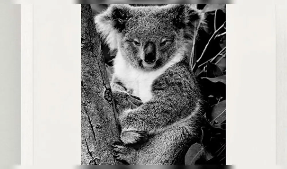 Mario Testino lanza foto de edición limitada. Foto: Instagram Mario Testino lanza foto de edición limitada. Foto: Instagram