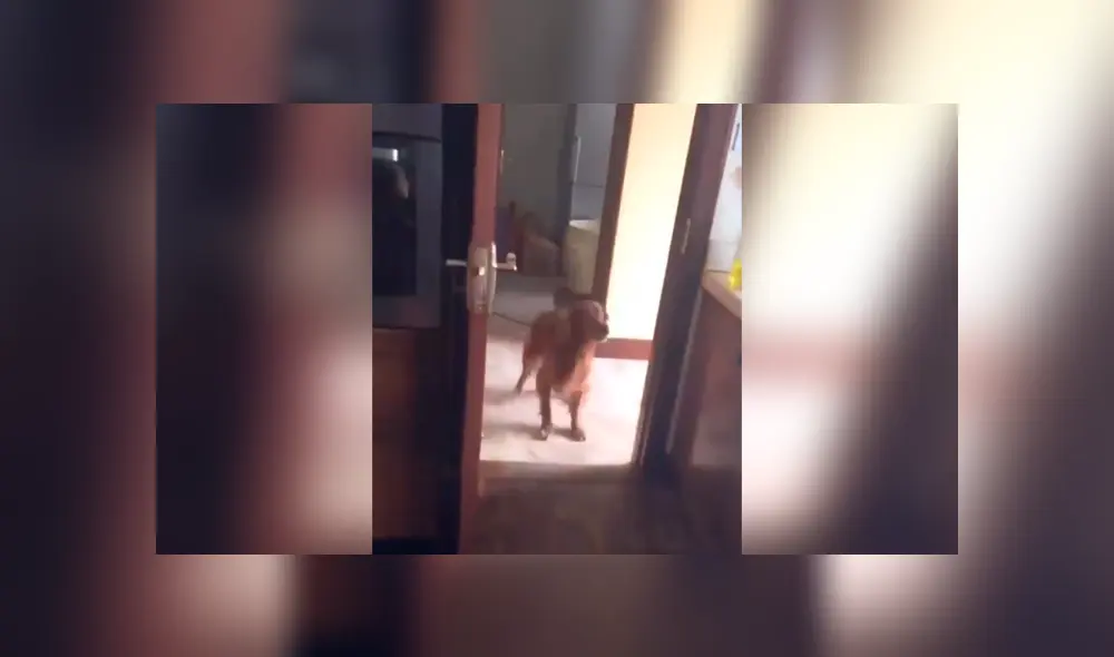 Desliza las imágenes para conocer la inesperada acción de un gato para escapar de las garras de un perro. Foto: Captura.