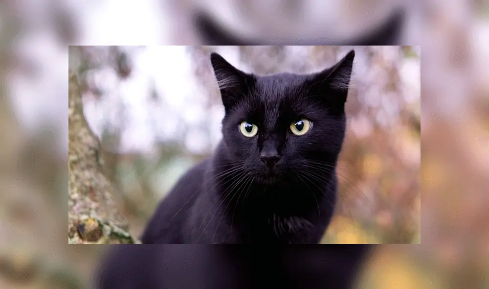 El animal fue atacado con un "objeto afilado" según los veterinarios. Fuente: foto referencial.