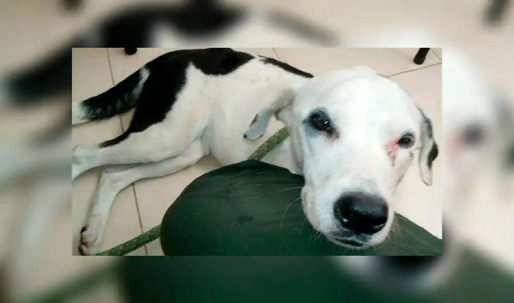 En Facebook lloran la muerte de perrita que esperó a sus dueños en aeropuerto de Colombia En Facebook lloran la muerte de perrita que esperó a sus dueños en aeropuerto de Colombia