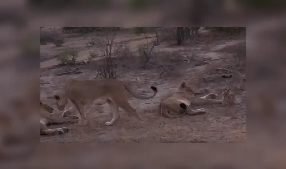 Turistas se topan con familia de leones y graban conmovedora escena jamás antes vista. Turistas se topan con familia de leones y graban conmovedora escena jamás antes vista.
