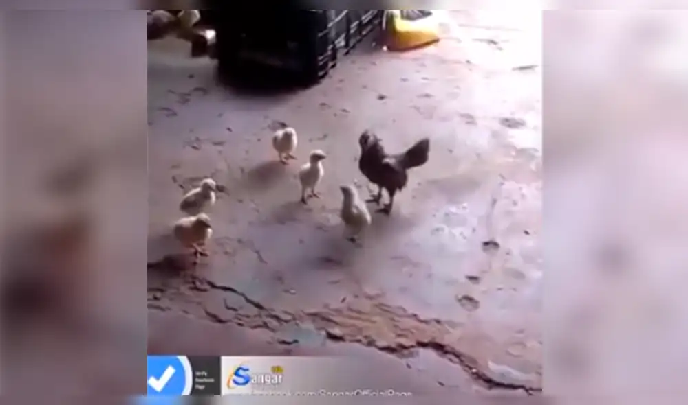 Facebook viral: gallo bravucón recibe fuerte 'golpiza' de estos pollitos [VIDEO]